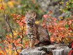 Bobcat_Kitten