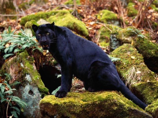 Leopard_16