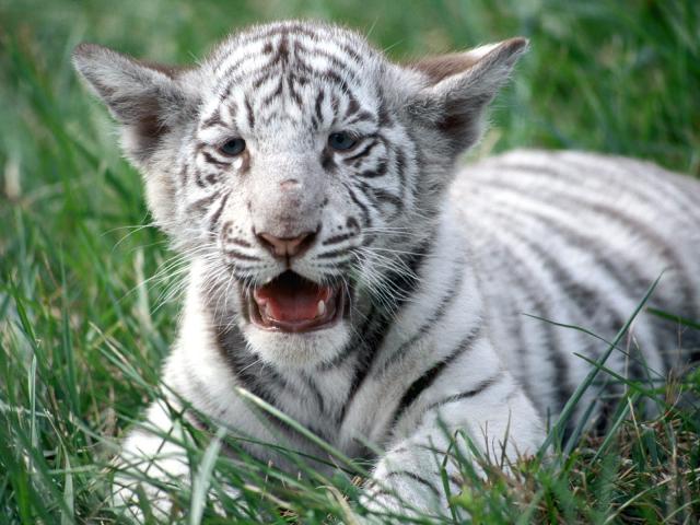Tiger_21