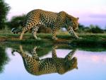 Tiger_22