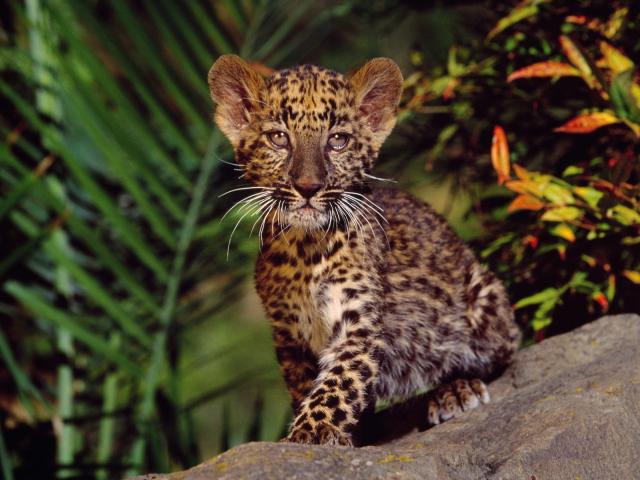 Leopard_19
