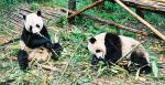 Animals_177