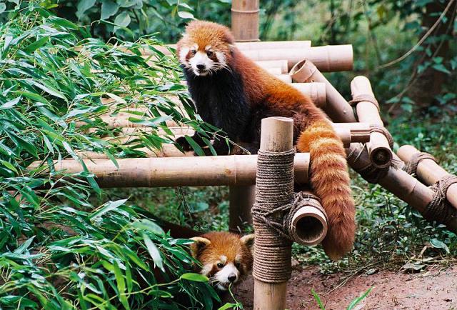 Animals_181