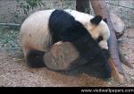 Animals_185