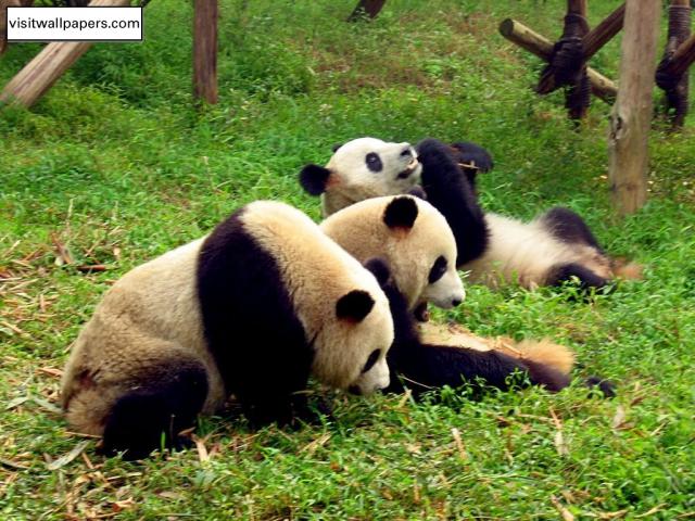 Animals_197