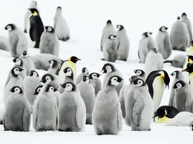 Animals_208
