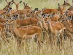 Animals_210