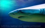 ocean-life-407