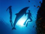 ocean-life-414