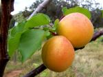 fruit_023
