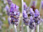 Flower_003
