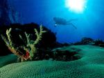 ocean-life-435