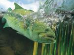 ocean-life-436