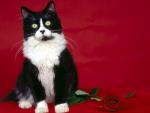 cat_182