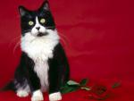 cat_182