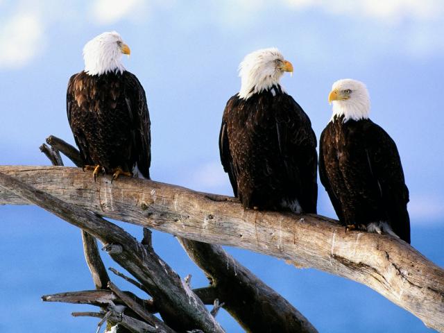 Birds_038