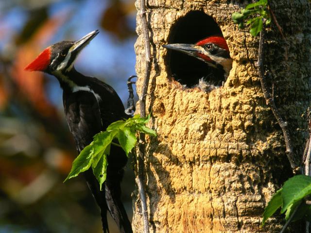 Birds_039