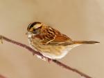 Birds_040