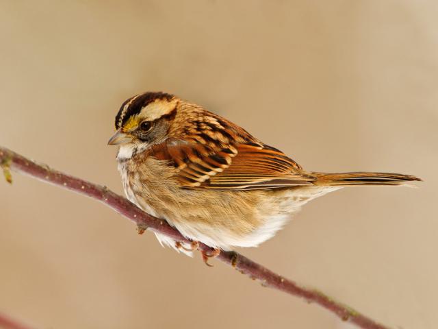 Birds_040