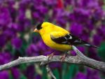 Birds_063