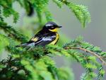 Birds_064