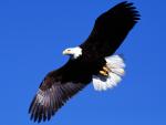 Birds_077
