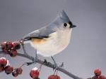Birds_083