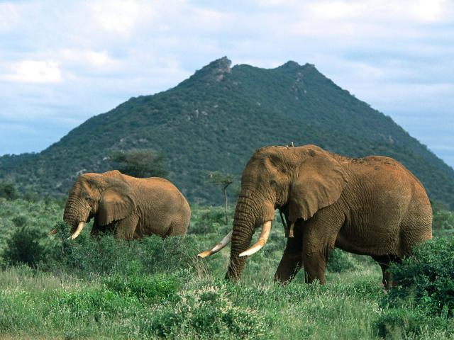 Animals_232