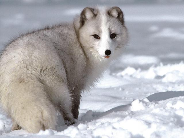 Animals_238