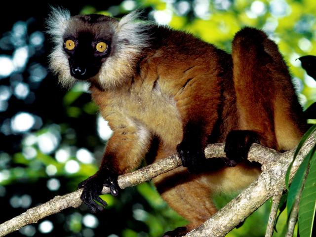 Animals_248