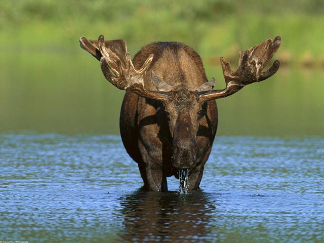 Animals_253