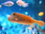 ocean-life-445