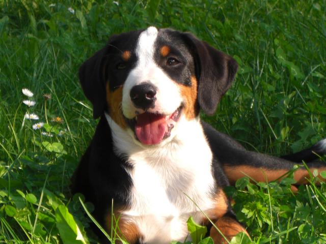 dog_422