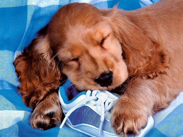 dog_426