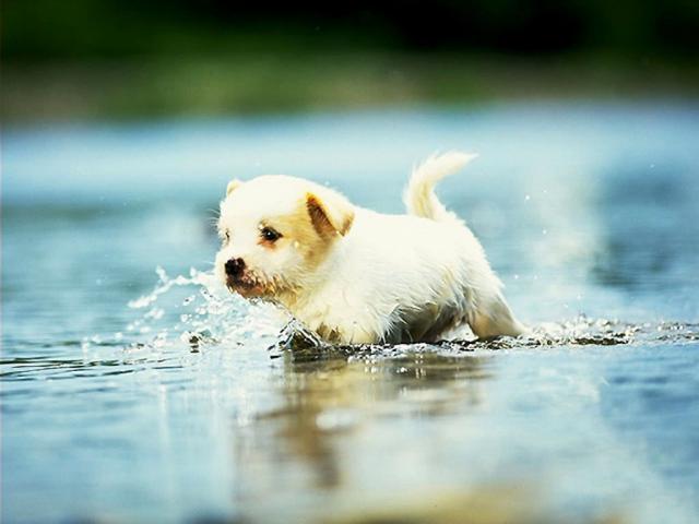 dog_430