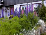 Garden_007