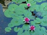 Garden_029