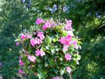 Garden_048