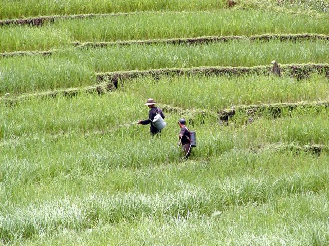 thailand_104