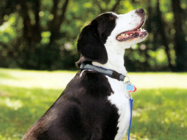 dog_432