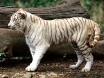 Bengal_Tiger