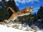 Tiger_23