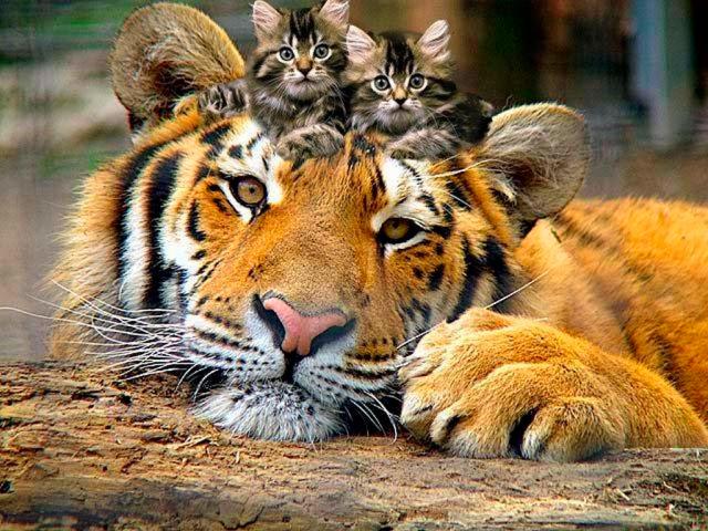 cat_191