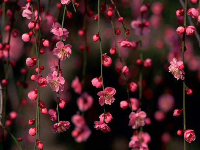 sakura