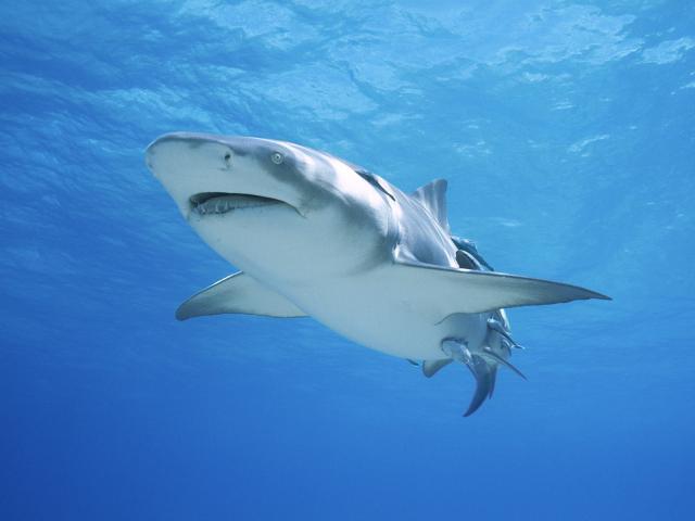ocean-life-454