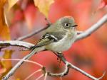 Birds_094