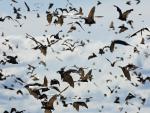 Birds_095
