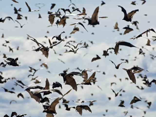 Birds_095