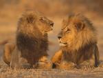 Lion_11