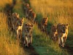 Lion_12